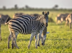 Africa