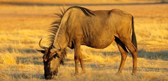 Explore Kenya on a luxury safari