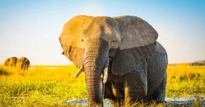 Kenya & African Safaris