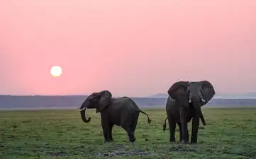 Kenya & African Safaris — elephants in the savanna
